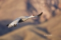 Sandhill-Crane;Crane;Grus-canadensis;Flying-bird;action;aloft;behavior;flight;fl